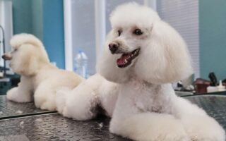 dog grooming courses