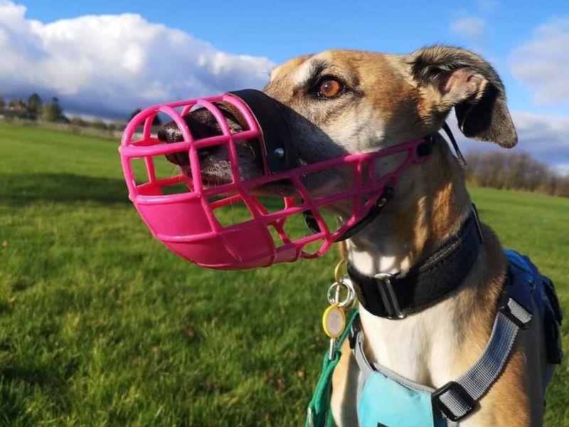 muzzle training dog