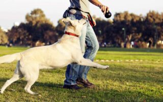 service animal training