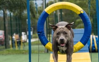 pitbull training near me