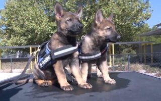 k9 puppy training