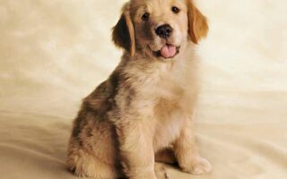 puppy whining in crate at night