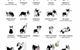 dog behaviour courses