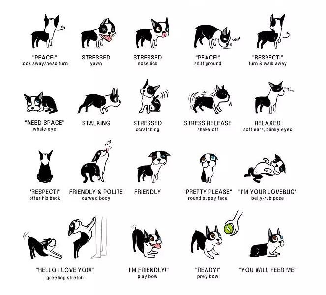 dog behaviour courses