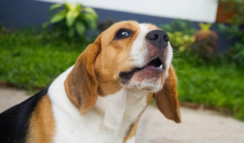 dog whining in crate