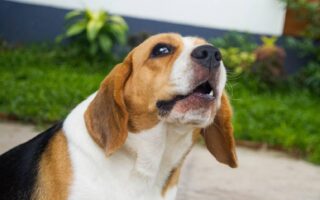 dog whining in crate