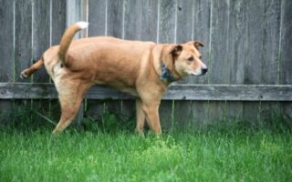 dog marking in house