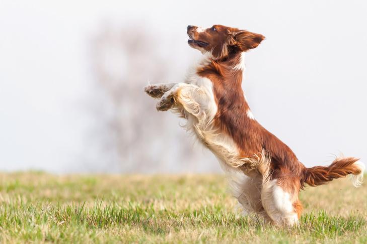 stop puppy jumping up