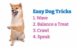 easy dog tricks for beginners