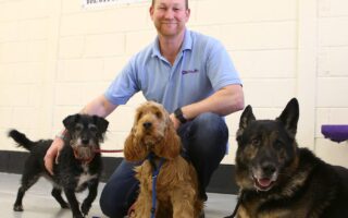 best behaviour dog training