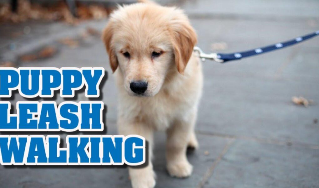 teaching a puppy to walk on a leash