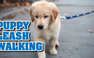 teaching a puppy to walk on a leash