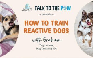 graham dog trainer