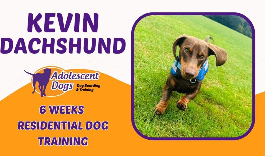 residential dog training