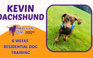 residential dog training