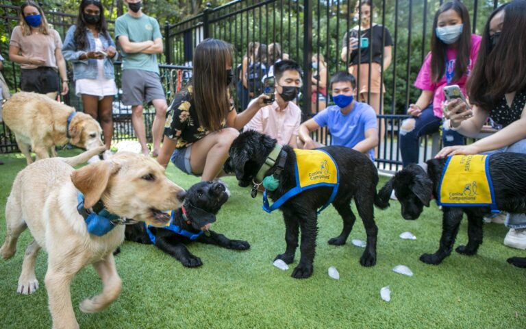 canine kindergarten