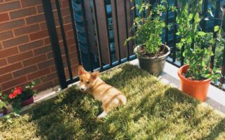 balcony potty for dogs