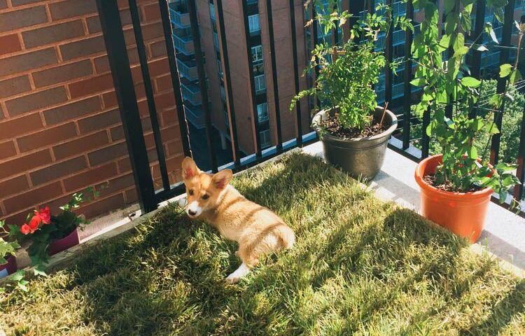 balcony potty for dogs