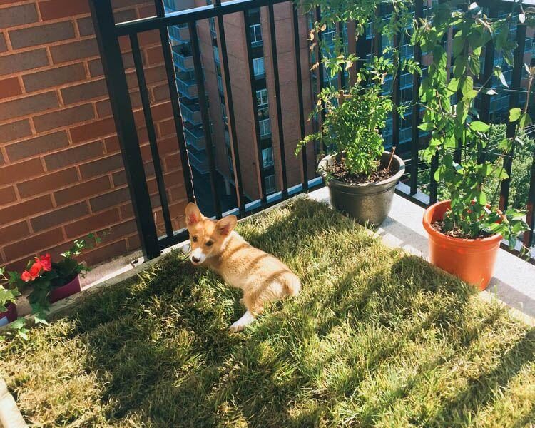 balcony potty for dogs