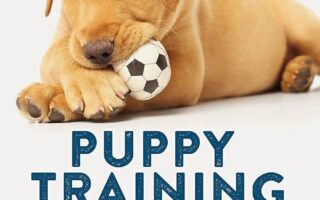 tricks to teach puppy