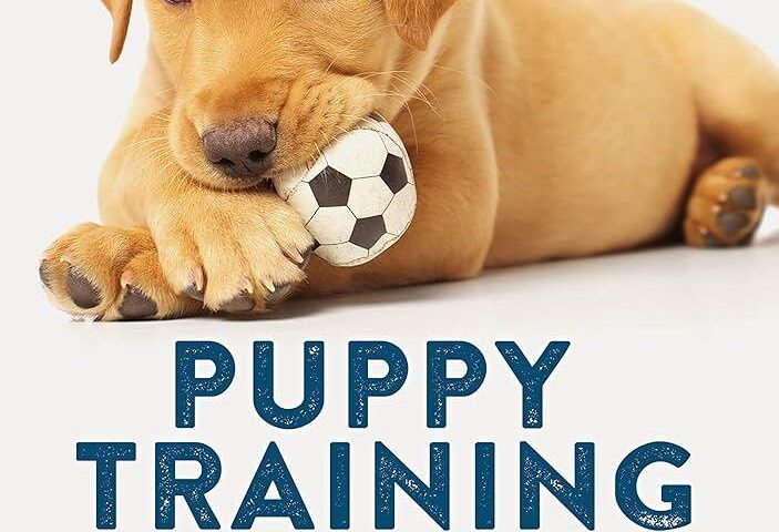 tricks to teach puppy