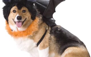 bat dog training