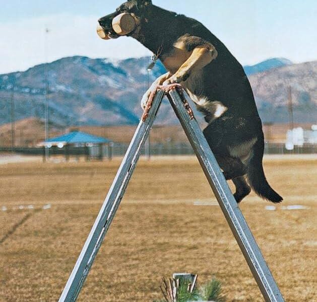 schutzhund dog training