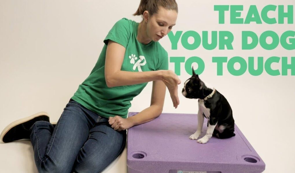 in touch dog training