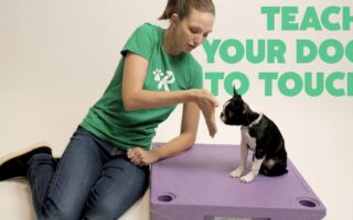 in touch dog training