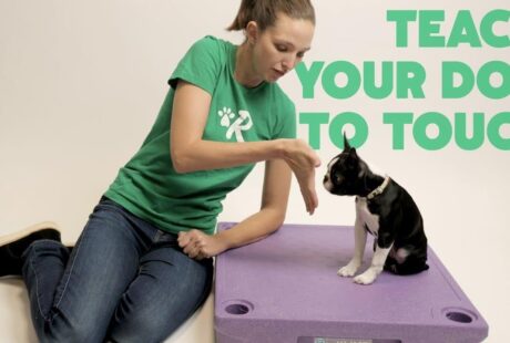 in touch dog training