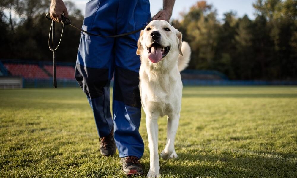 board and train dog training