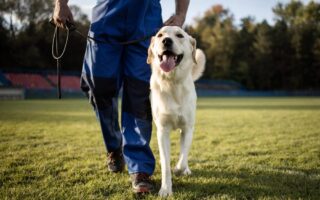 board and train dog training