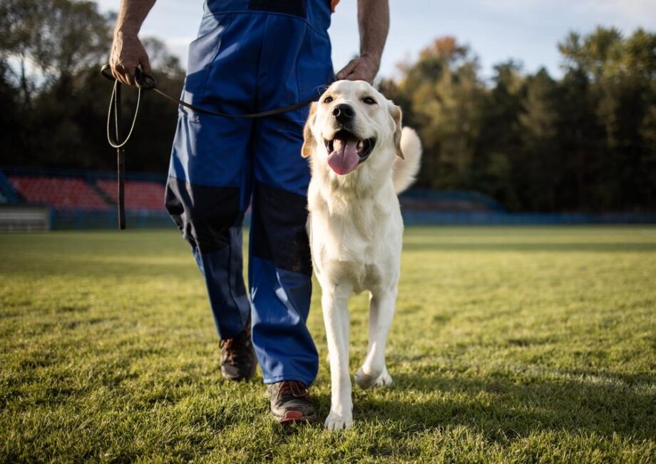 board and train dog training