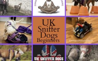 uk sniffer dogs