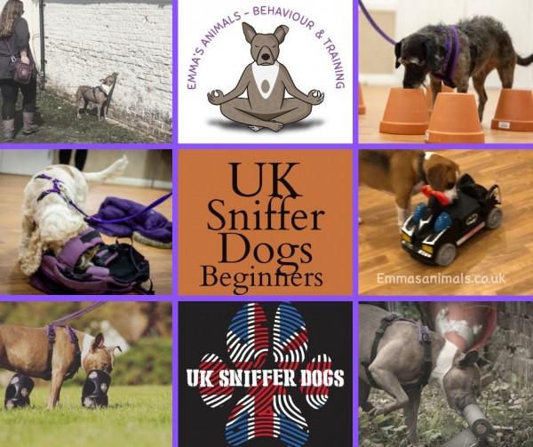 uk sniffer dogs