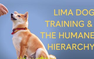 lima dog training