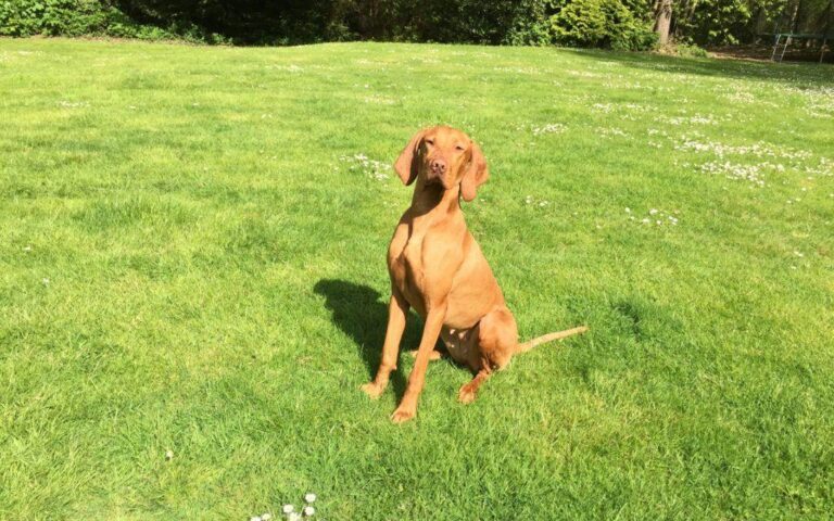 vizsla training