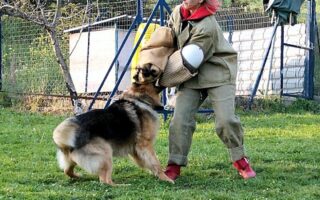 guard dog training near me