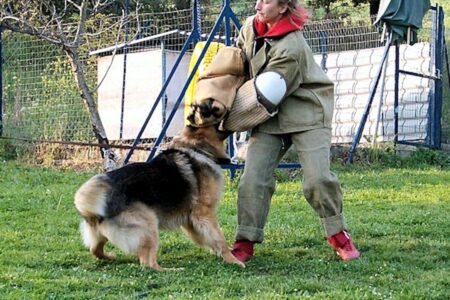 guard dog training near me