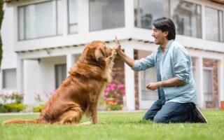 retriever training near me