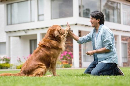 retriever training near me