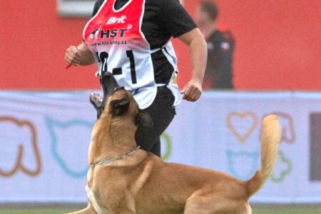 igp dog sport