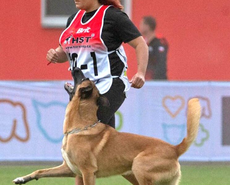 igp dog sport