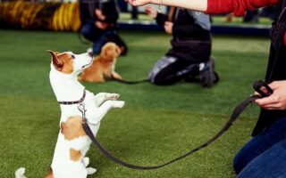 petsmart obedience training