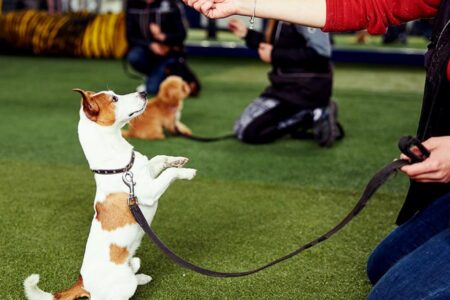 petsmart obedience training