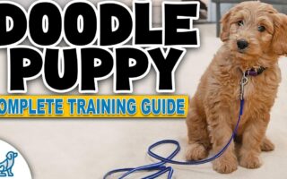 goldendoodle training