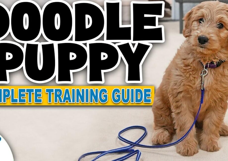 goldendoodle training