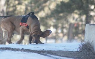 cadaver dog training