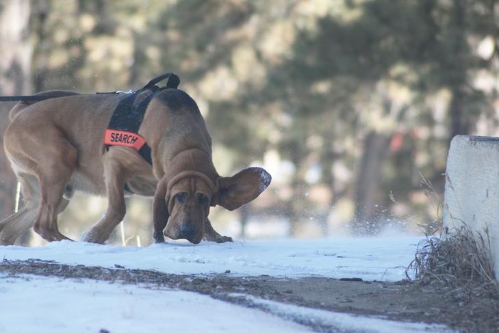 cadaver dog training