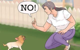 best way to discipline a dog